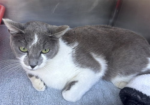* DUSTY, Adult Domestic Short Hair (medium coat), cat for adoption in Alhambra, California