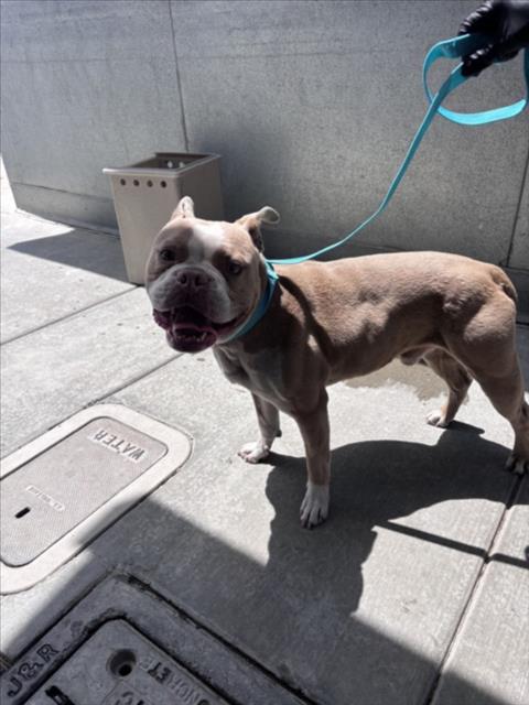TUCKER, an adoptable Staffordshire Bull Terrier in Norco, CA