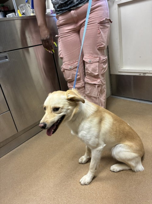 STANLEY TUCCI, an adoptable Labrador Retriever in Norco, CA