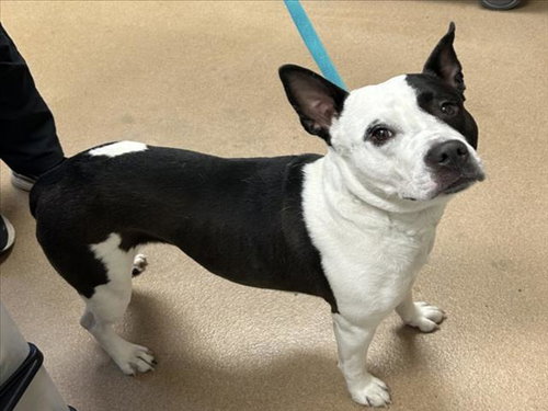 *SHELBY, an adoptable Australian Cattle Dog in Norco, CA