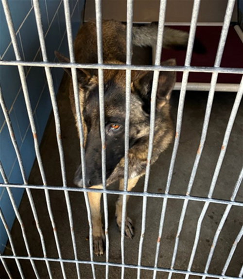 *PATCH, an adoptable Belgian Shepherd Malinois in Norco, CA