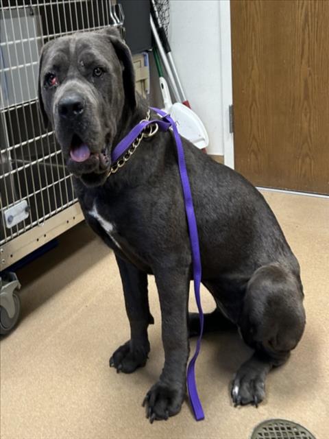 *XENA, an adoptable Cane Corso Mastiff in Norco, CA