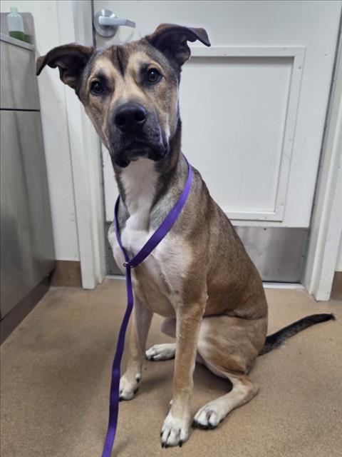 *BENEDICT, an adoptable German Shepherd Dog in Norco, CA