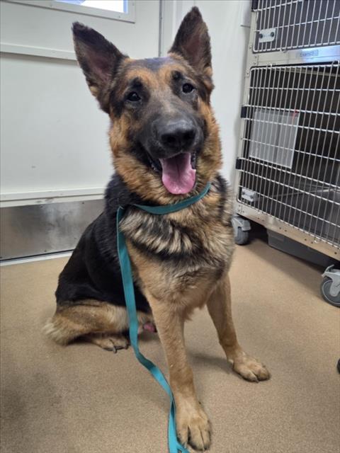*DEAN, an adoptable German Shepherd Dog in Norco, CA