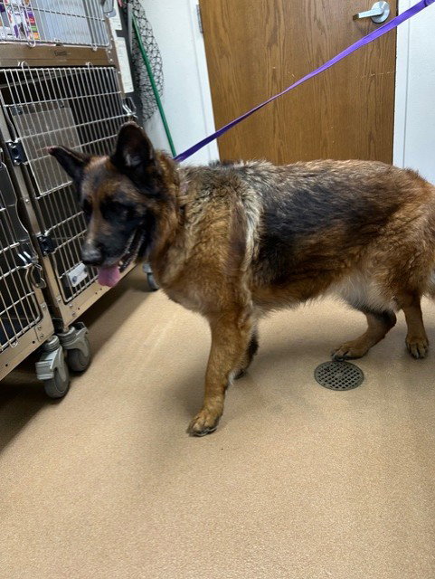 *BETTY, an adoptable German Shepherd Dog in Norco, CA