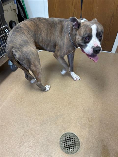 *LUFFY, an adoptable Pit Bull Terrier in Norco, CA