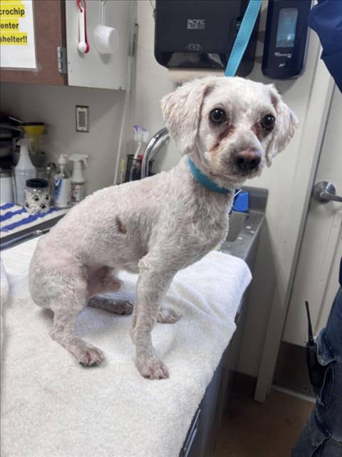 *ALFREDO, an adoptable Poodle in Norco, CA