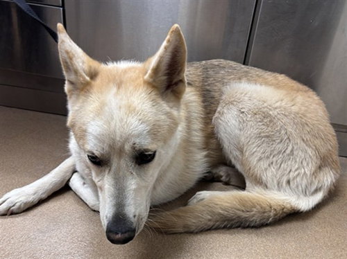 RAY, an adoptable German Shepherd Dog in Norco, CA