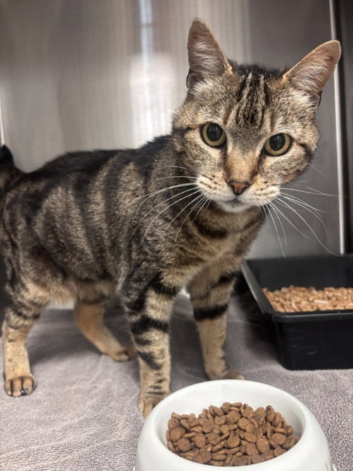 *GALADRIEL, Adult Domestic Short Hair (medium coat), cat for adoption in Paramount, California