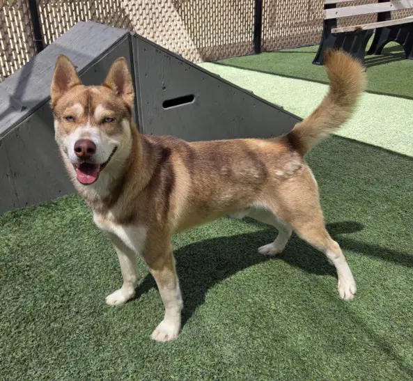 Sunny - Husky