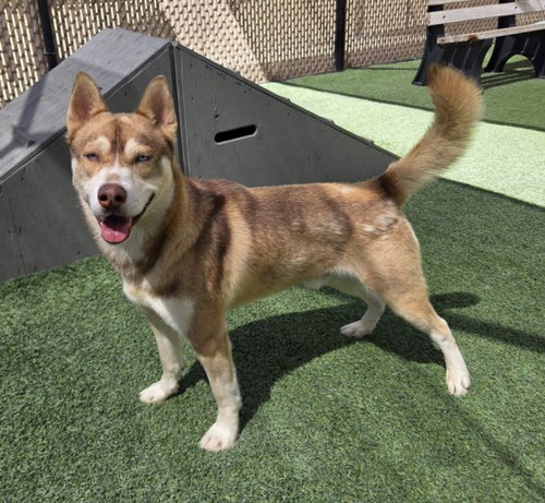 picture of the dog needing adoption