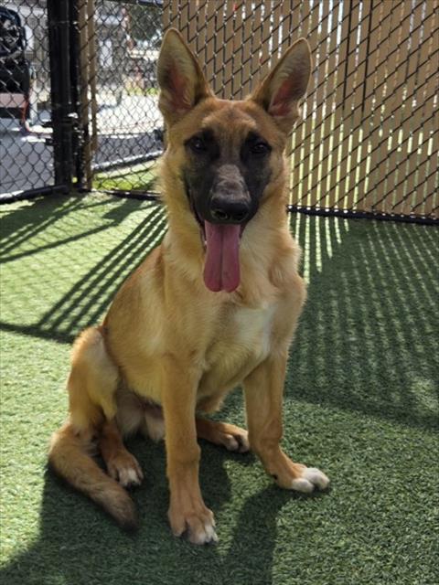 *HYDRO - German Shepherd Dog available for adoption