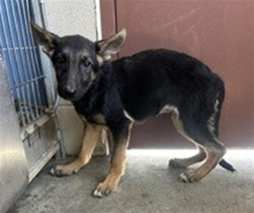 *DRAGON - German Shepherd Dog available for adoption