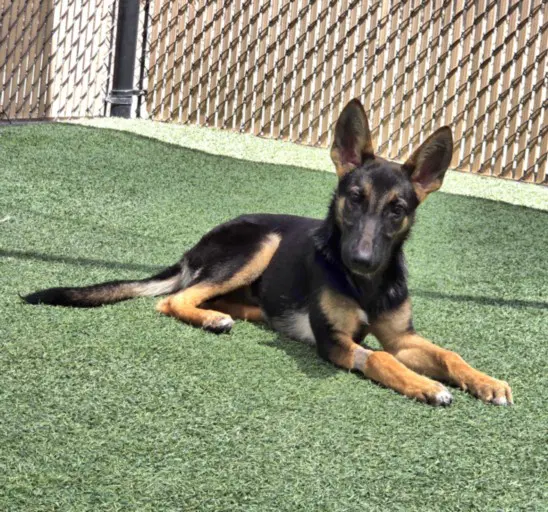 Dragon - German Shepherd Dog