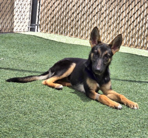 *DRAGON - German Shepherd Dog available for adoption