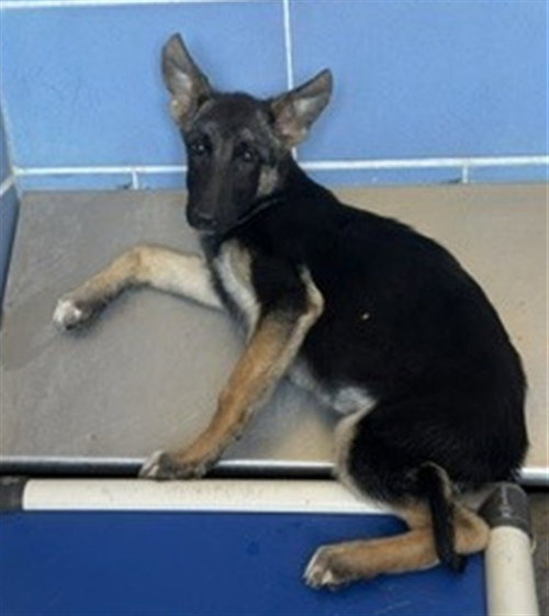 *PHOENIX - German Shepherd Dog available for adoption