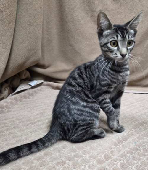 *ROSE - Domestic Short Hair available for adoption