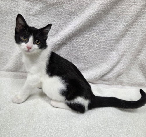 *AURELIA - Domestic Short Hair available for adoption