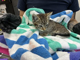 *STEVEN, Baby Domestic Short Hair (medium coat), cat for adoption in Ontario, California