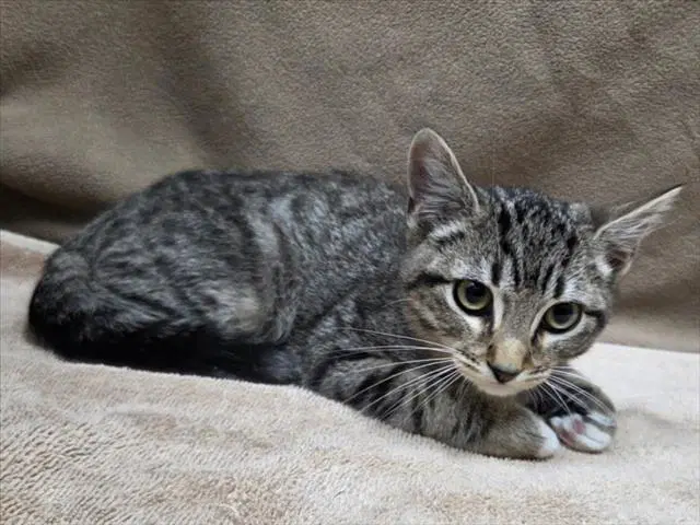 Steven - Domestic Short Hair