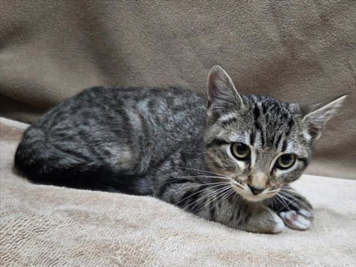 picture of the cat needing adoption