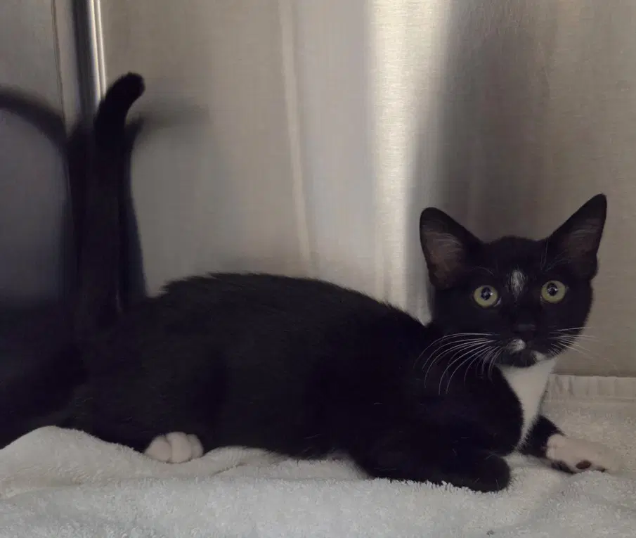 Diamond - Domestic Short Hair