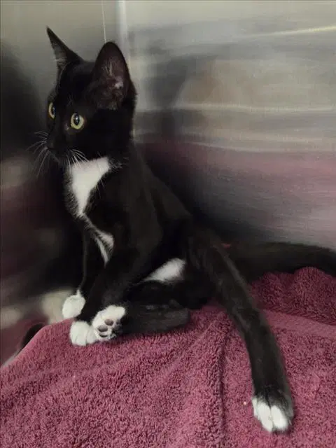 Tux - Domestic Short Hair