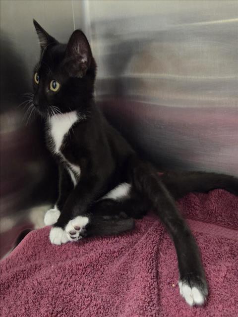 Tux