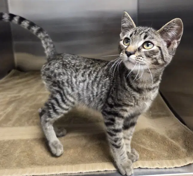 Bingo - Domestic Short Hair