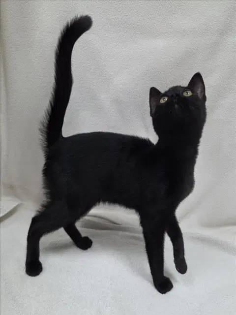 Willy - Domestic Short Hair