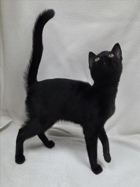 picture of the cat needing adoption