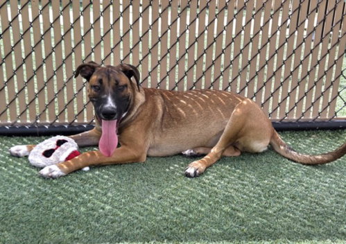 picture of the dog needing adoption