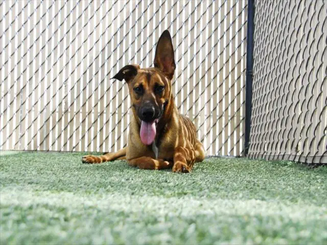 Longhorn - German Shepherd Dog