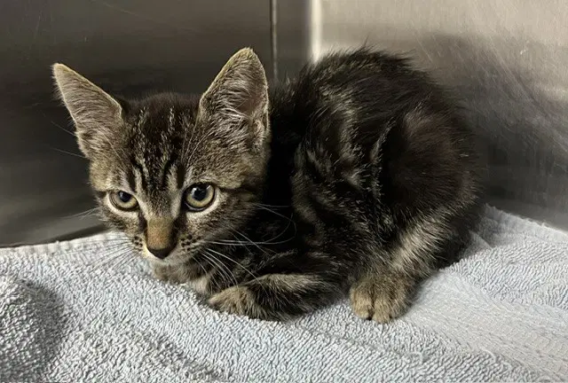 Minnie - Domestic Short Hair