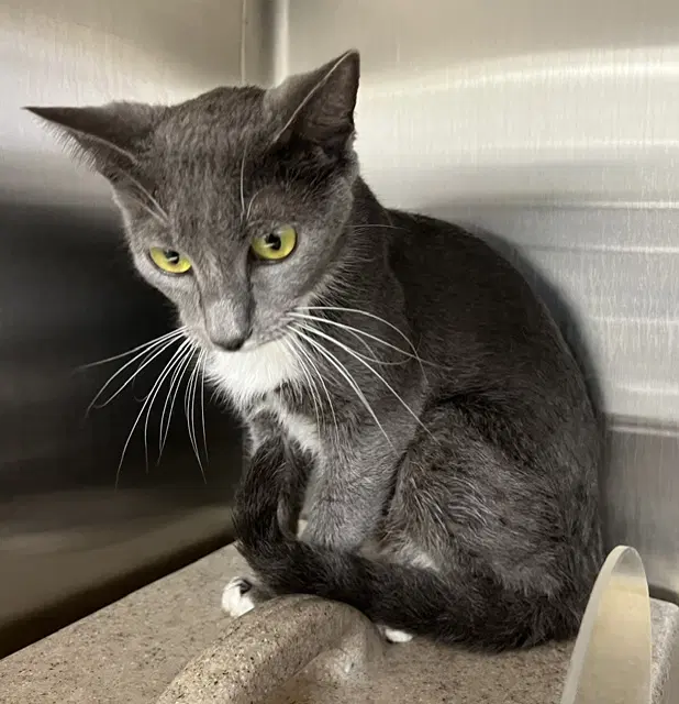 Venus - Domestic Short Hair