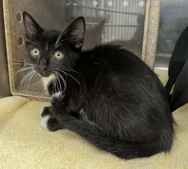 Mercury - Domestic Short Hair