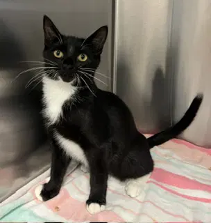 Mercury - Domestic Short Hair