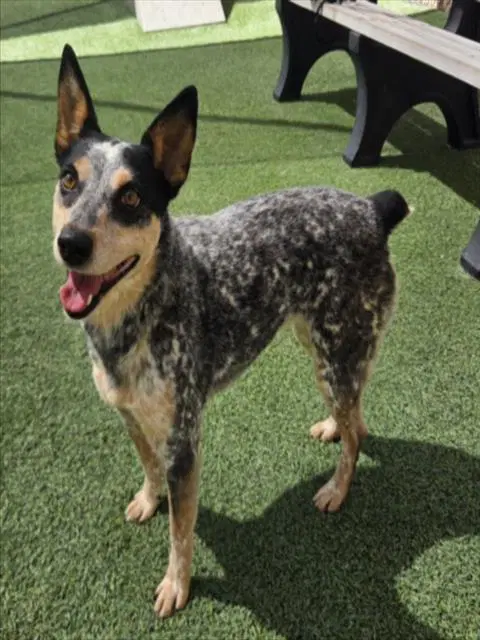 Tesla - Australian Cattle Dog/Blue Heeler