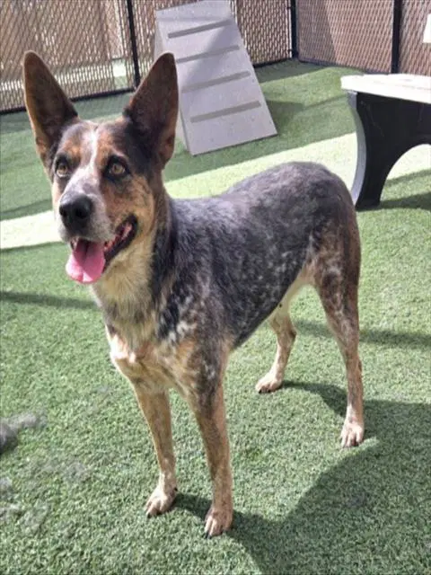 Gigi - Australian Cattle Dog/Blue Heeler