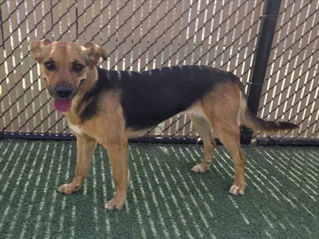 Cali - German Shepherd Dog
