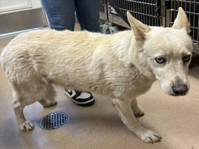 Dove - Siberian Husky
