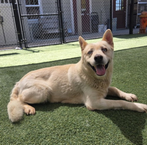 picture of the dog needing adoption