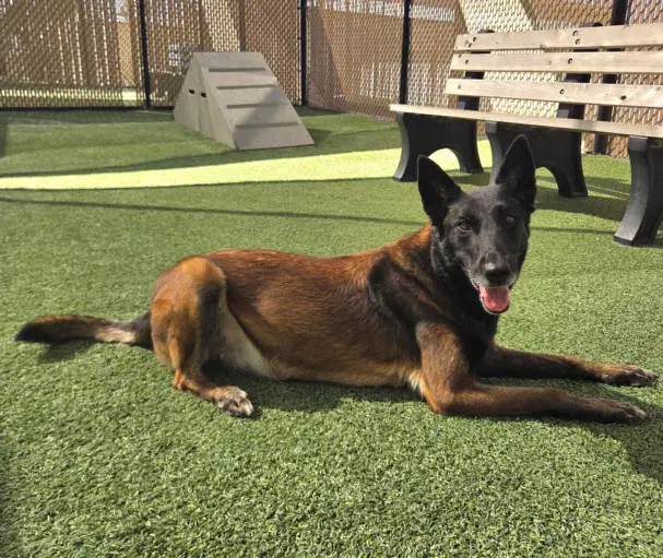Ryka - Belgian Shepherd Malinois
