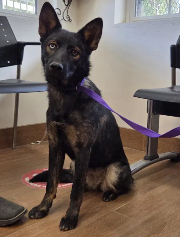 Nougat - German Shepherd Dog