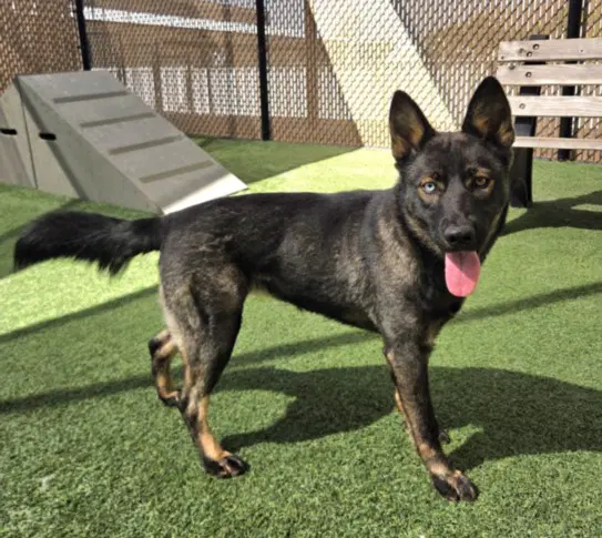 Nougat - German Shepherd Dog