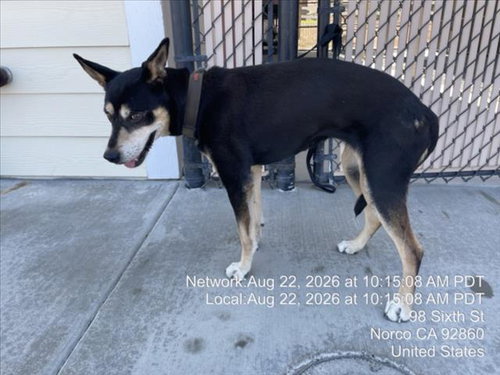 picture of the dog needing adoption