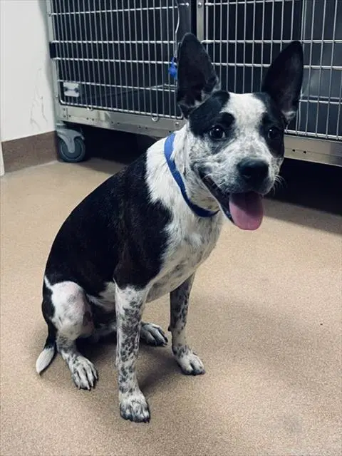 Harley - Australian Cattle Dog/Blue Heeler