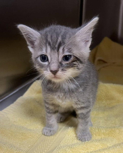 picture of the cat needing adoption