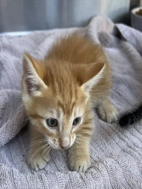 Artemis - Domestic Short Hair