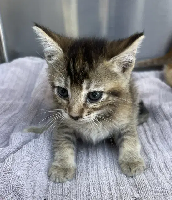 Athena - Domestic Short Hair